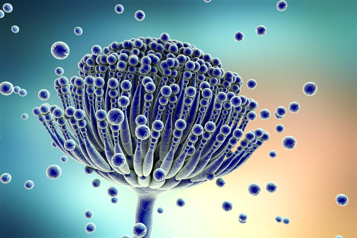 MycoTOX Profile® (Mold Exposure) – Mosaic Diagnostics: International ...